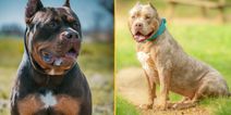 American XL Bullys now officially a banned breed in England and Wales
