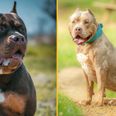 American XL Bullys now officially a banned breed in England and Wales