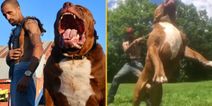 Owner of world’s biggest Pitbull claims its banned offspring are in UK