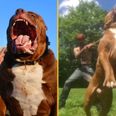 Owner of world’s biggest Pitbull claims its banned offspring are in UK