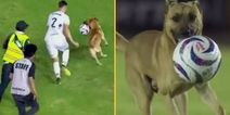 Football club so impressed by ball-stealing stray dog they give him a job