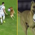 Football club so impressed by ball-stealing stray dog they give him a job