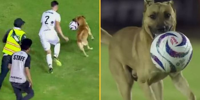 Football club gives dog job after he invades pitch