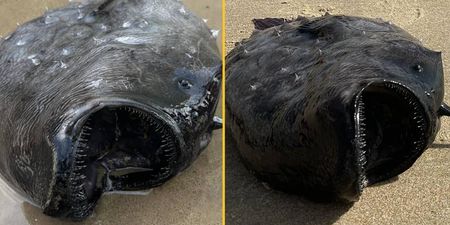 Strange fish with vicious teeth from 3000ft below washes up on shore in ‘very rare’ sighting