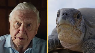 Viewers in tears at ‘horrifying’ Planet Earth III