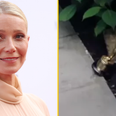 Gwyneth Paltrow uses her Academy Award as a doorstop