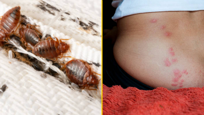 Experts issue warning bed bug infestation has already hit the UK