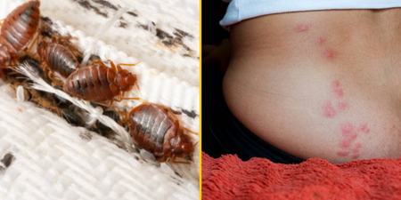 Experts issue warning bed bug infestation has already hit the UK