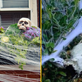 Warning issued over fake cobweb house decorations ahead of Halloween