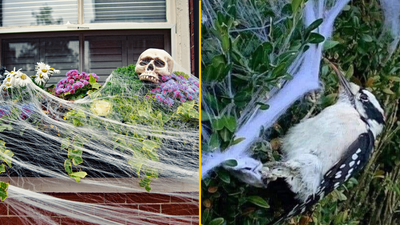 Warning issued over fake cobweb house decorations ahead of Halloween
