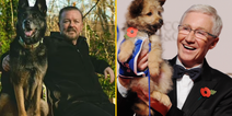 Ricky Gervais and Amanda Holden considered for Paul O’Grady’s For The Love Of Dogs remake