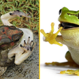 Female frogs fake their own death to avoid unwanted attention from males