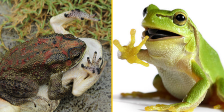 Female frogs fake their own death to avoid unwanted attention from males