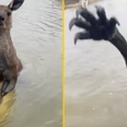 Man bravely rescues his dog from terrifying two-metre-tall kangaroo after having a ‘punch on’