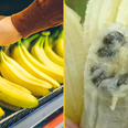 Scientists warn bananas may go extinct as disease ravages the world’s most consumed fruit