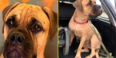 Loyal dog walks 125 miles with tears in eyes to owner who rejected her