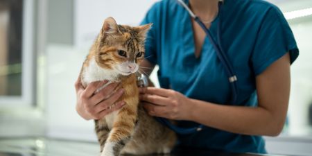 First case of deadly cat virus has been discovered in the UK