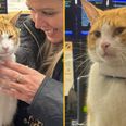 Fury as beloved railway station cat attacked by group of teenagers