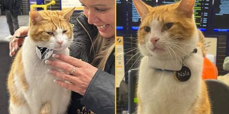 Fury as beloved railway station cat attacked by group of teenagers