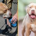Hundreds of XL bully dogs have just ‘weeks to live’ as ban approaches