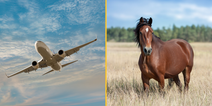Flight diverts after horse ‘gets loose’ in plane