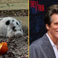 Missing pig named Kevin Bacon reunited with owners with help from Kevin Bacon