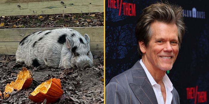 Missing pig Kevin bacon
