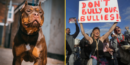 Thousands of XL Bully dogs given exemption from upcoming ban