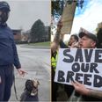 XL Bully owners are wearing muzzles in solidarity with their dogs