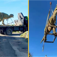 Dad accidentally orders 20ft dinosaur for son