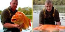 Man catches giant ‘goldfish’ as heavy as a small child