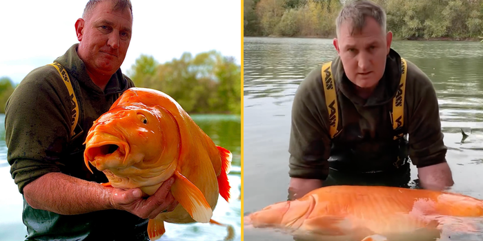 Brit catches giant The carrot goldfish