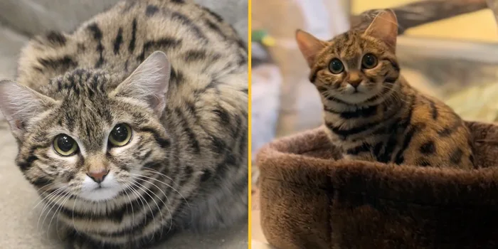 world's deadliest cat settles into new home