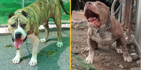 Brits looking at ‘ancient’ dog with bite stronger than a lion’s after XL bully ban
