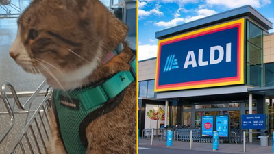 Aldi fans left divided after customer brings her cat into the store