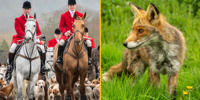 Labour vows fox hunting ban