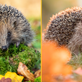 Hedgehog sightings rise across the UK after years of decline