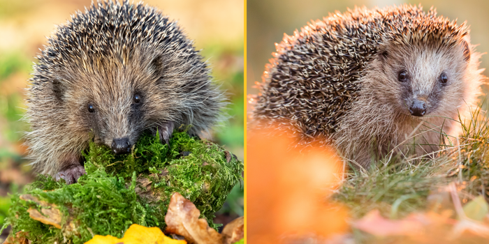 Hedgehog sightings up in the UK
