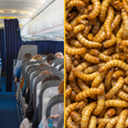 Plane forced to make U-turn after maggots rain down on passengers