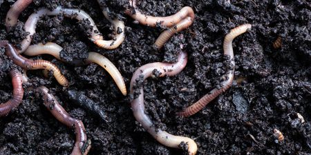Worms living near Chernobyl nuclear plant have gained new ‘super powers’