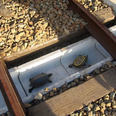 Japan installs ‘turtle tunnels’ to allow creatures to cross train tracks unharmed