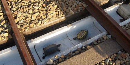 Japan installs ‘turtle tunnels’ to allow creatures to cross train tracks unharmed