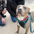 Dog finally finds home after spending 852 days in animal shelter