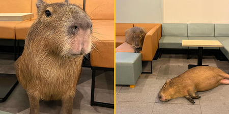 Japan's capybara cafe puts cat cafes to shame