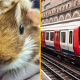 Guinea pig found abandoned at London Underground station with heartbreaking note