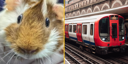 Guinea pig found abandoned at London Underground station with heartbreaking note