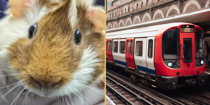 guinea pig at canning town on london underground