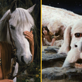The Neverending Story set to be rebooted with new series of live-action movies