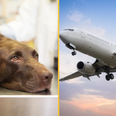 Flight forced to divert after dog poos in aisle
