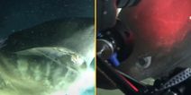 Footage shows sub coming across ‘deep-sea monster’ that existed before dinosaurs on ocean floor